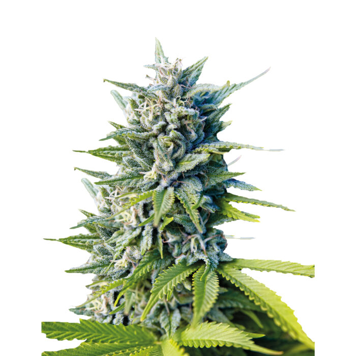 Deva Northern Lights