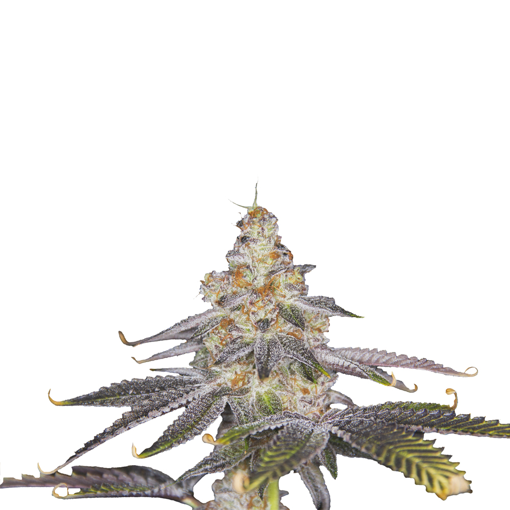 Deva Amnesia Córodbesa