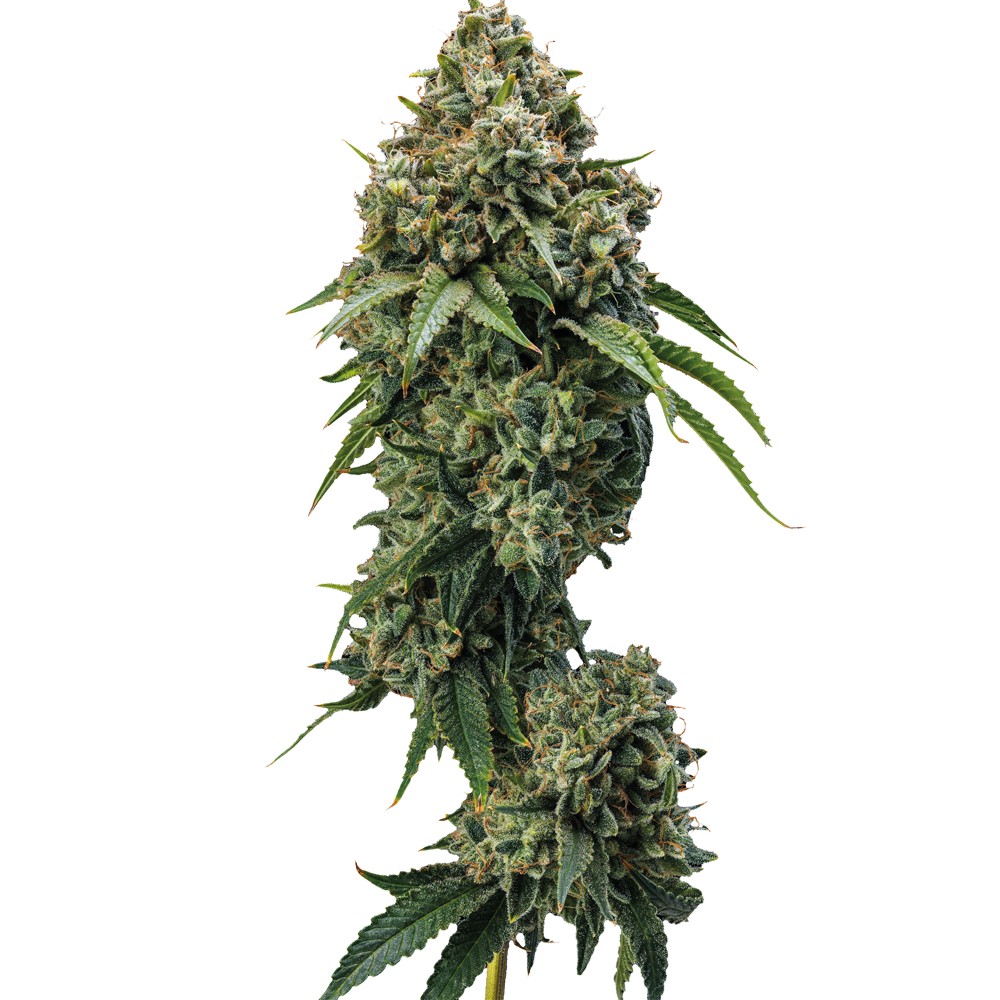 Deva Black Hole X 49