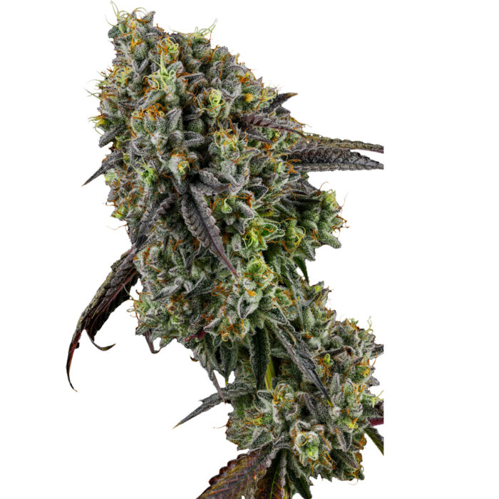 Deva Caramel Monster