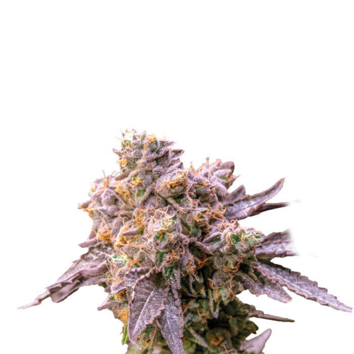 Deva Forbidden Fruit