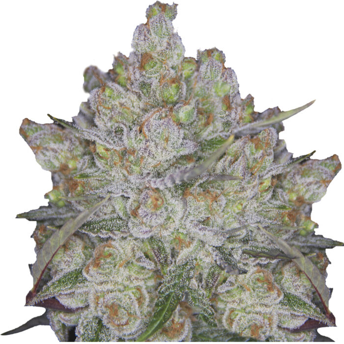 Deva Lambs Breath X 49