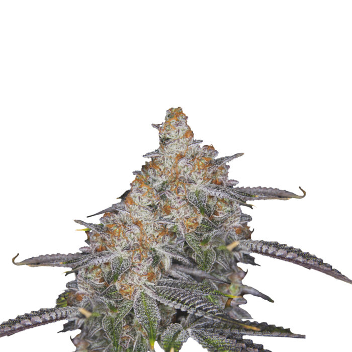 Lemon Sherbet Purple