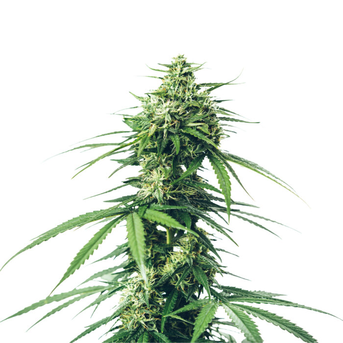 Apu Super Skunk Auto